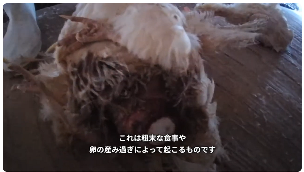 ミヤポーに関する問題を報じたPETA映像の一場面 出典：PETA公式YouTubeチャンネル