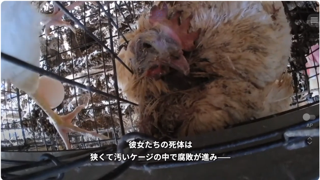 ミヤポーに関する問題を報じたPETA映像の一場面 出典：PETA公式YouTubeチャンネル