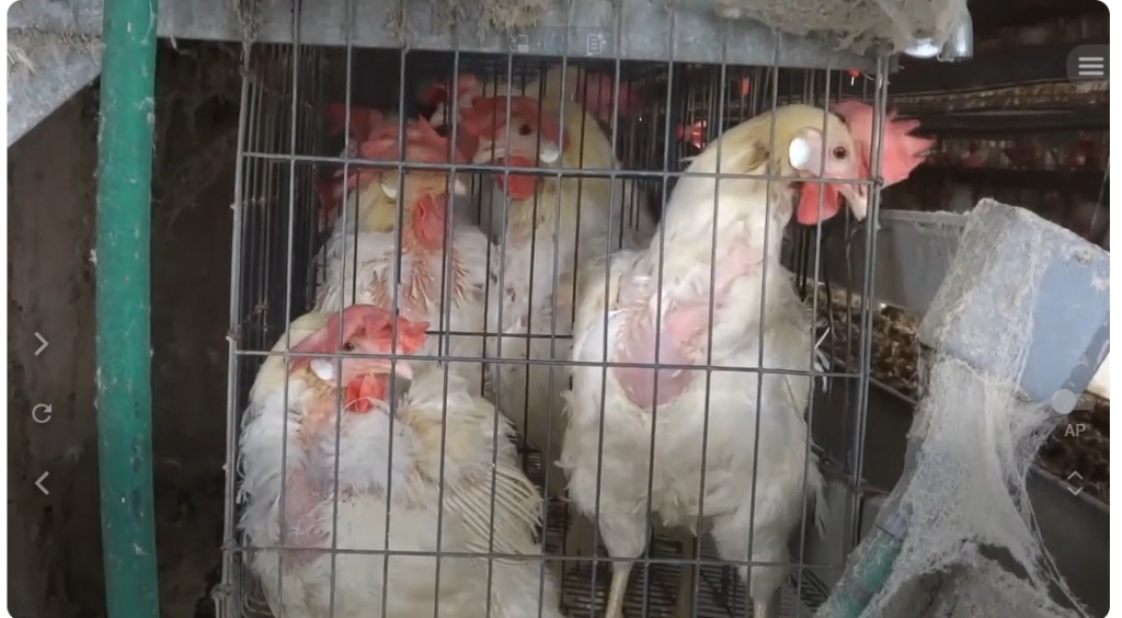 ミヤポーに関する問題を報じたPETA映像の一場面 出典：PETA公式YouTubeチャンネル