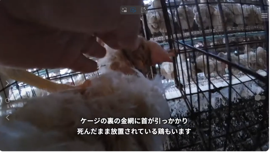 ミヤポーに関する問題を報じたPETA映像の一場面 出典：PETA公式YouTubeチャンネル