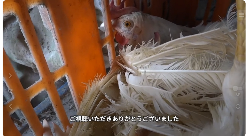ミヤポーに関する問題を報じたPETA映像の一場面 出典：PETA公式YouTubeチャンネル