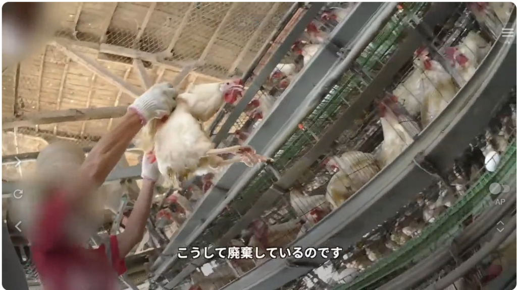 ミヤポーに関する問題を報じたPETA映像の一場面 出典：PETA公式YouTubeチャンネル