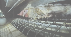 日本最大手　鶏卵企業イセ食品