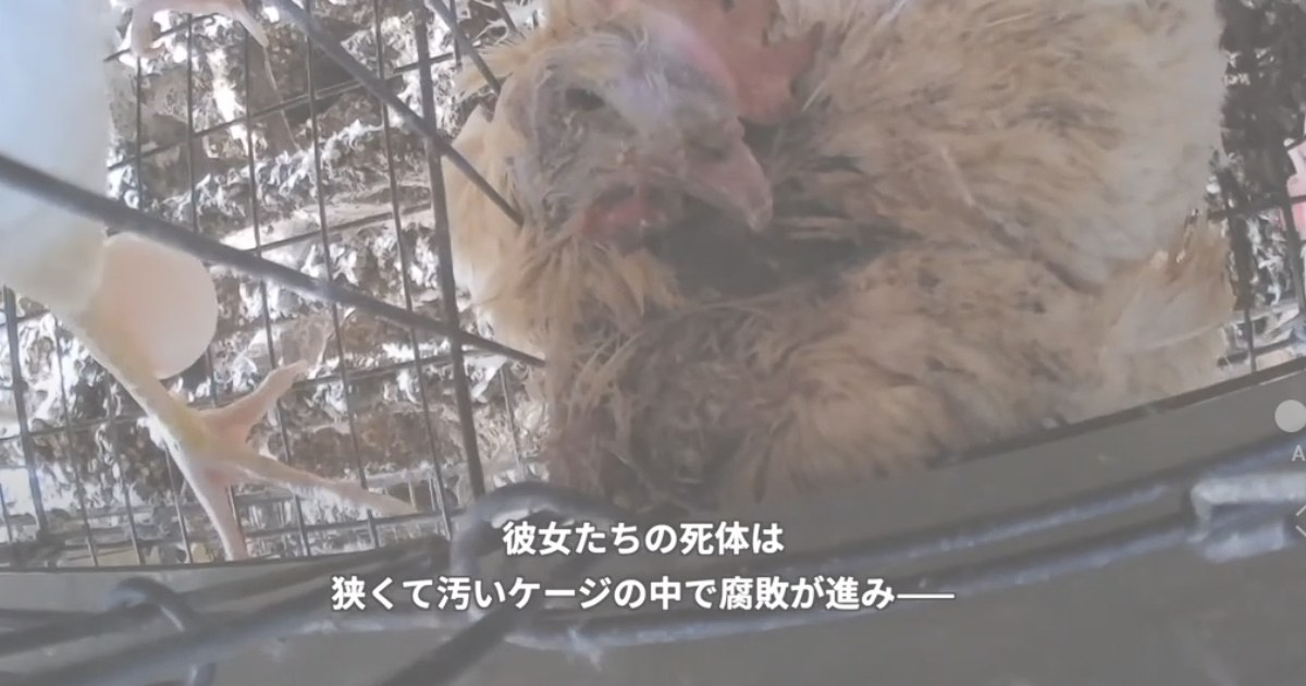 キューピーへ納品されていたとされるミヤポー