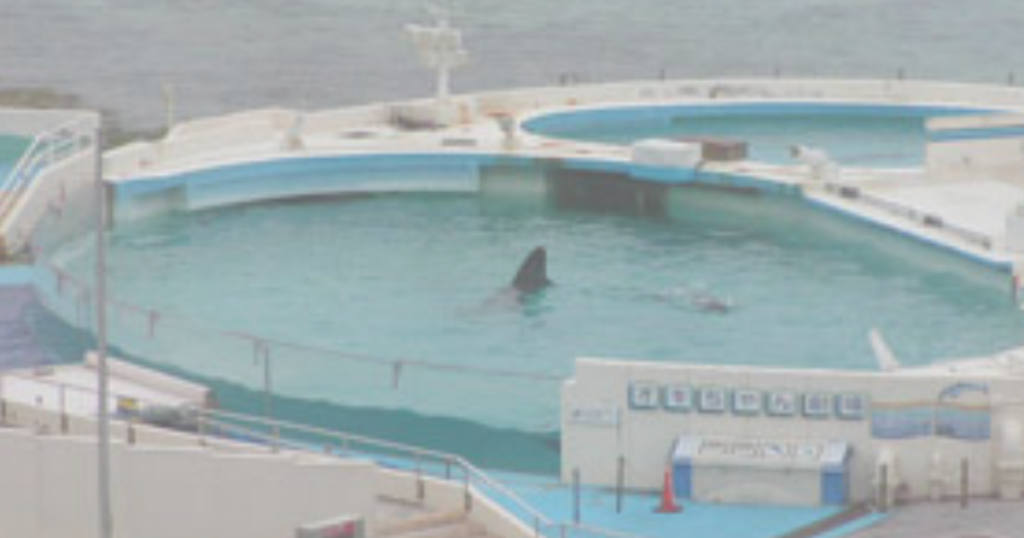 ちゅらうみ水族館