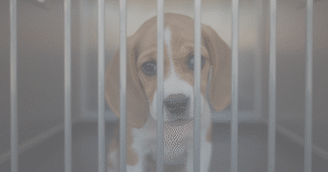 動物実験を表す生成AIイメージ