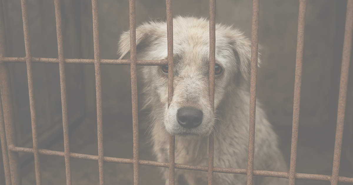 犬を表す生成AIイメージ