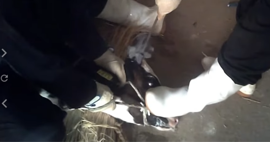 茨城県畜産センターに関する問題を報じたPETA映像の一場面 出典：PETA公式YouTubeチャンネル