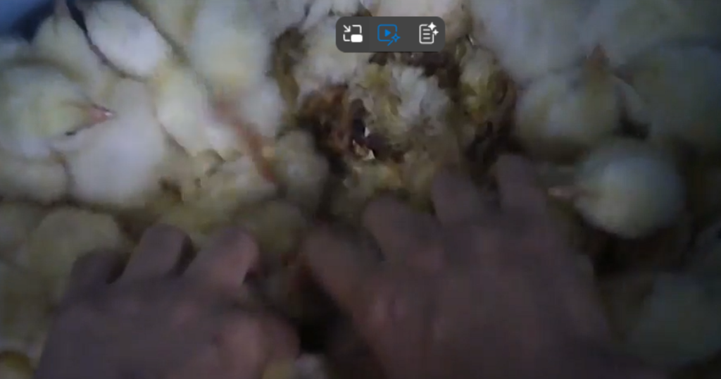 ウェルファムフーズに関する問題を報じたPETA映像の一場面 出典：PETA公式YouTubeチャンネル