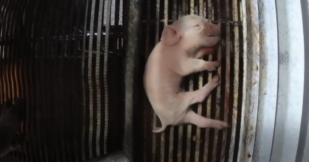 日本ハムに関する問題を報じたPETA映像の一場面 出典：PETA公式YouTubeチャンネル