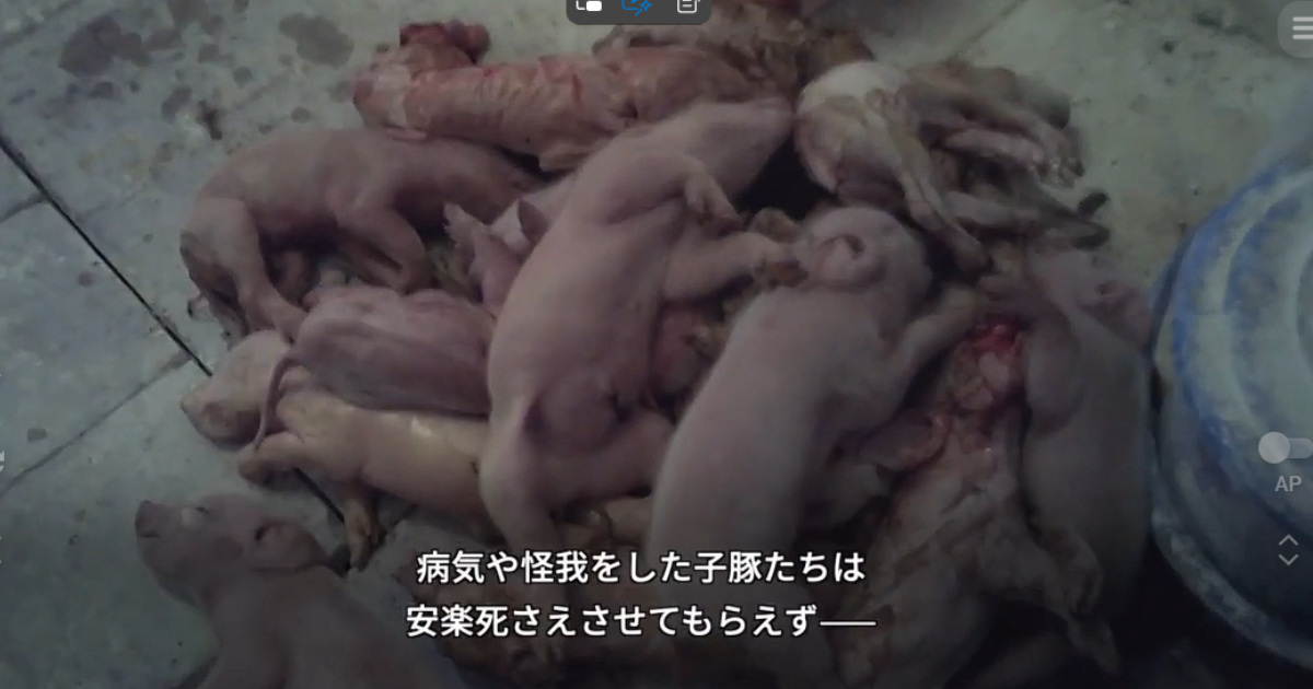 日本ハムに関する問題を報じたPETA映像の一場面 出典：PETA公式YouTubeチャンネル