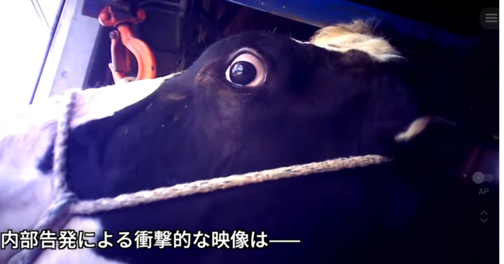 茨城県畜産センターに関する問題を報じたPETA映像の一場面 出典：PETA公式YouTubeチャンネル