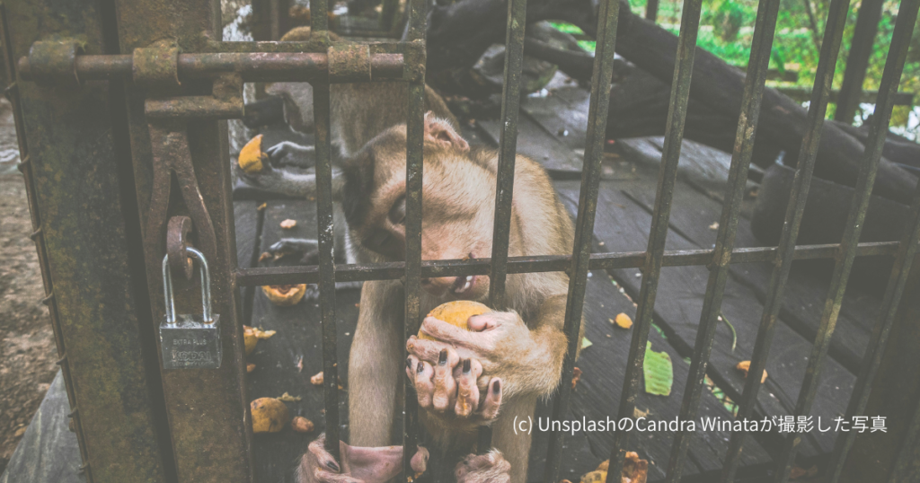 オリの中のサル