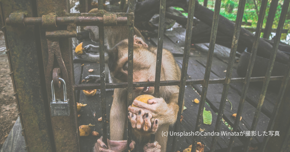 オリの中のサル