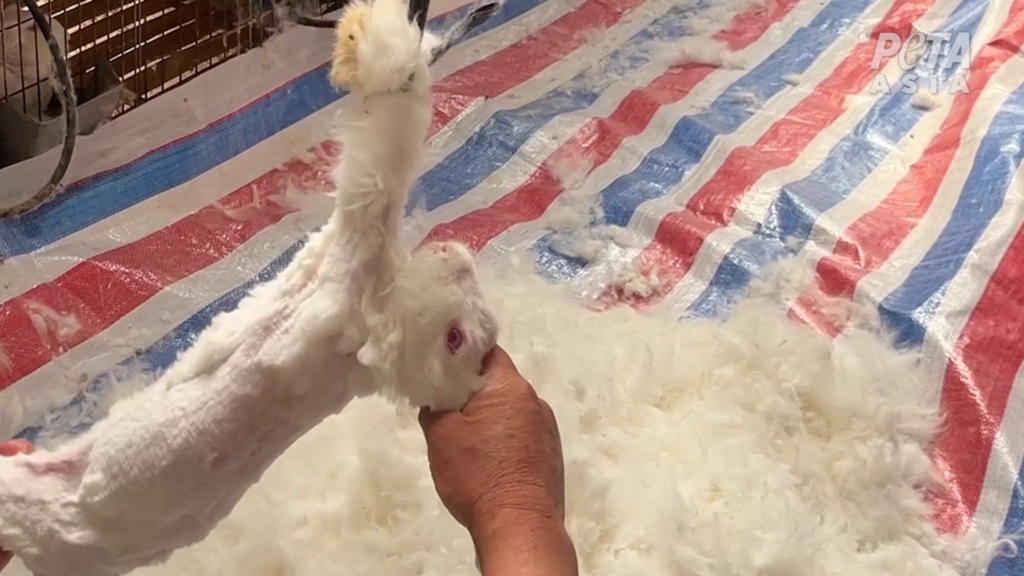 アンゴラウサギ　(c) PETAアジア（許可を得て掲載）