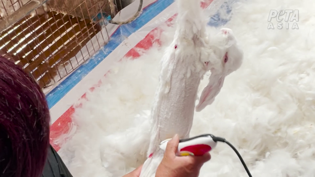 アンゴラウサギ　(c) PETAアジア（許可を得て掲載）