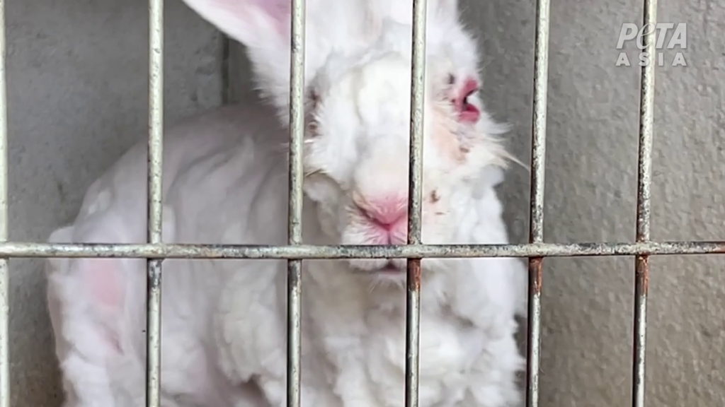 アンゴラウサギ　(c) PETAアジア（許可を得て掲載）