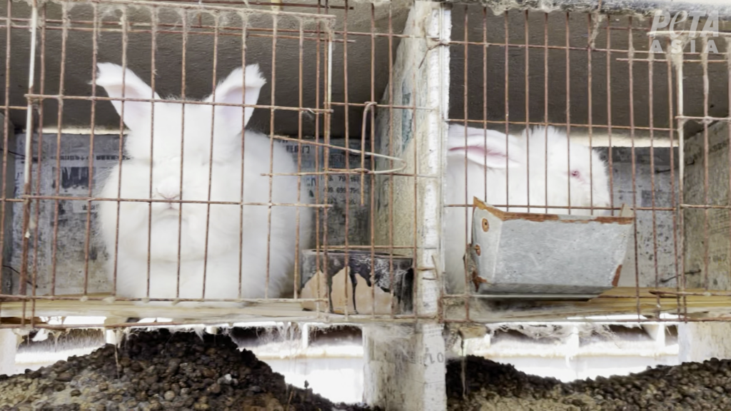 アンゴラウサギ　(c) PETAアジア（許可を得て掲載）