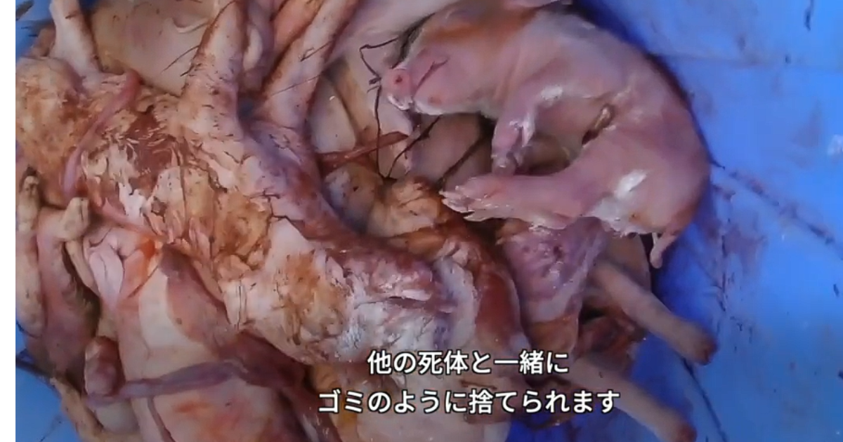 日本ハムに関する問題を報じたPETA映像の一場面 出典：PETA公式YouTubeチャンネル