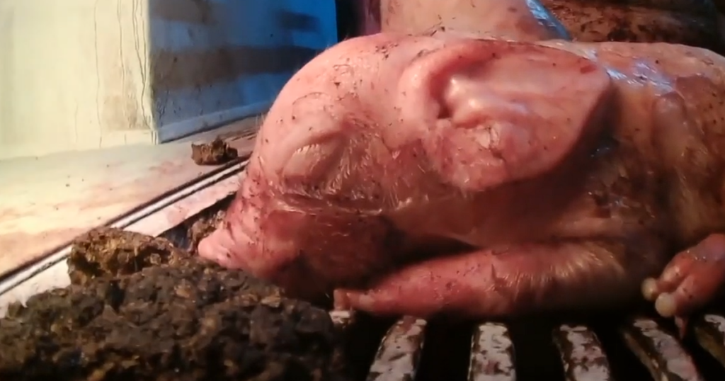 日本ハムに関する問題を報じたPETA映像の一場面 出典：PETA公式YouTubeチャンネル