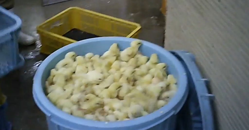 ウェルファムフーズに関する問題を報じたPETA映像の一場面 出典：PETA公式YouTubeチャンネル