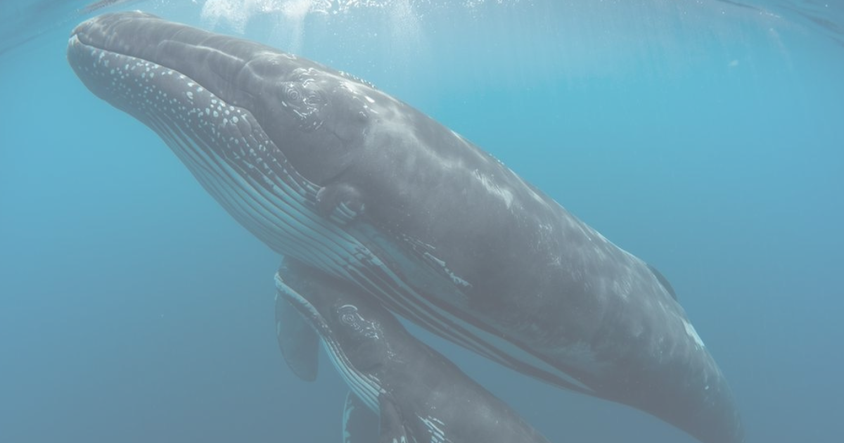 クジラ親子を表す生成AIイメージ