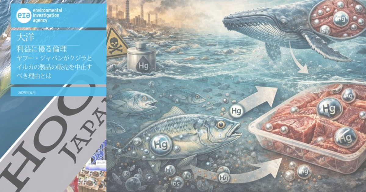 鯨肉調査レポート