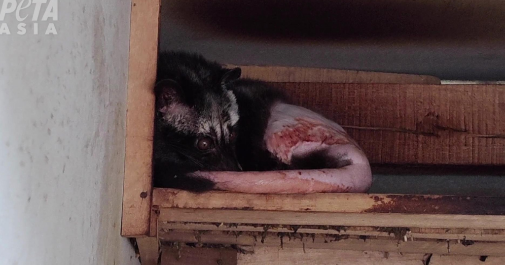 コピ・ルアク・コーヒーのために搾取されるアナグマ