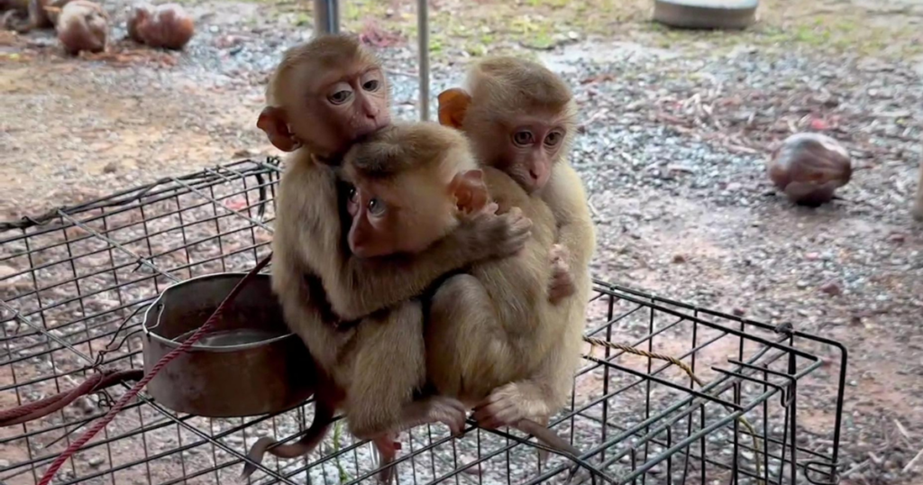 タイのココナッツ産業、「学校」でサルの赤ちゃんを虐待