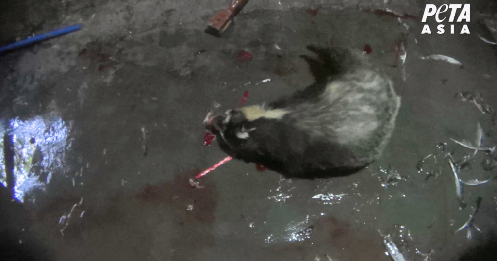 怯え傷ついたアナグマは化粧、髭剃り、絵筆のために暴力的に殺される